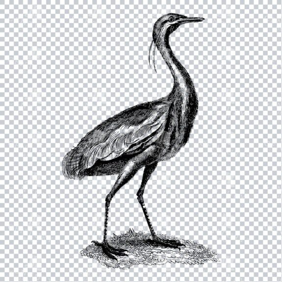 Vintage Illustration of an Egret Bird - Wild - Animal
