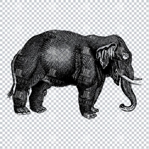 Antique Engraving of a Wild Elephant Mammal No.1