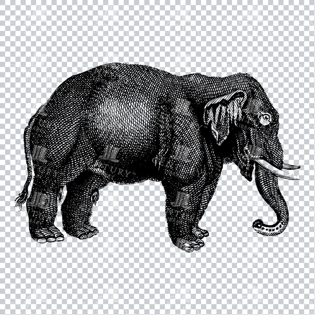 Antique Engraving of a Wild Elephant Mammal No.1