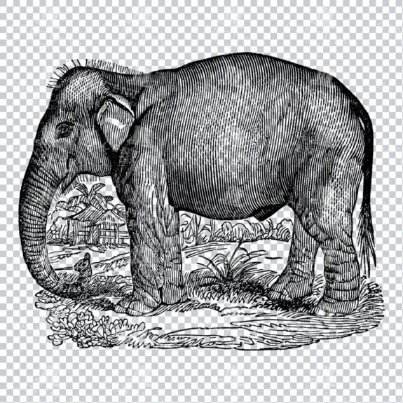Antique Engraving of a Wild Elephant Mammal No.2