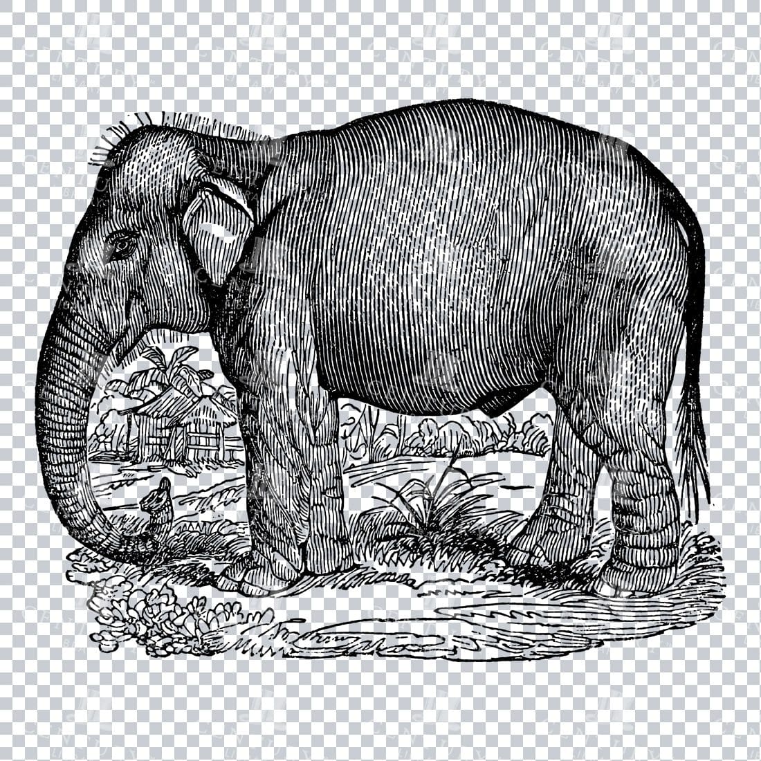 Antique Engraving of a Wild Elephant Mammal No.2