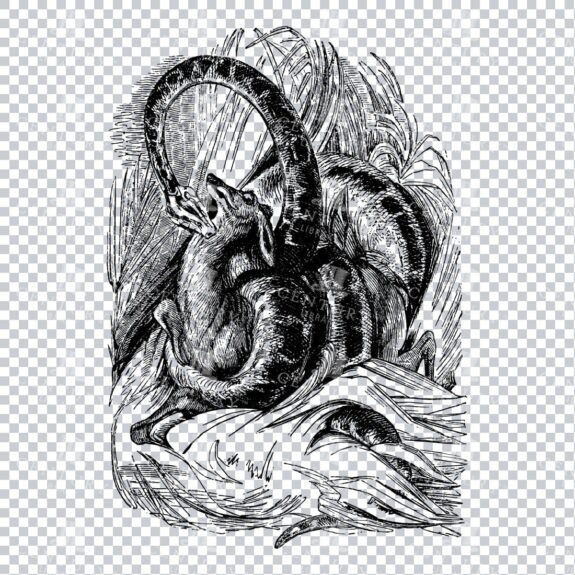 Vintage Illustration of a Boa Snake Eating a Small Deer