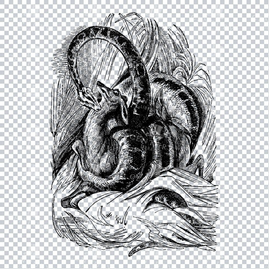 Vintage Illustration of a Boa Snake Eating a Small Deer