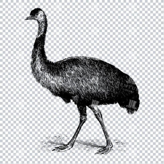 Line Art Illustration of an Emu Bird
