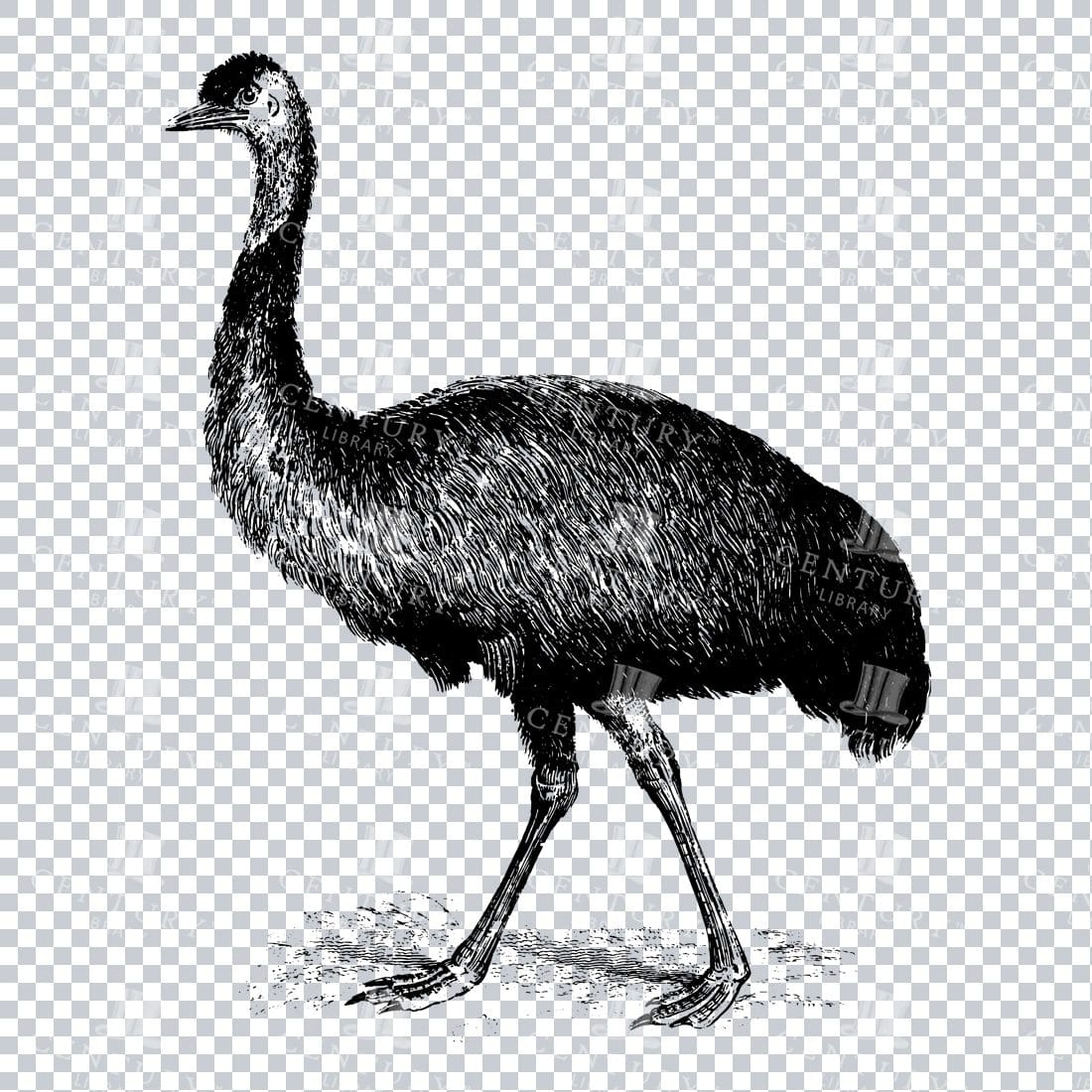 Line Art Illustration of an Emu Bird