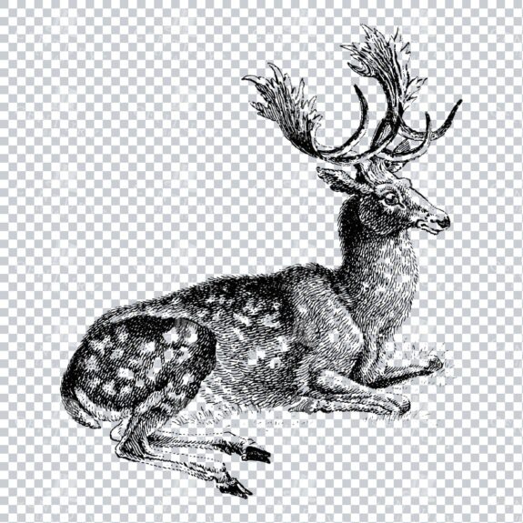 Vintage Illustration of a Male Fallow Deer Laying Down