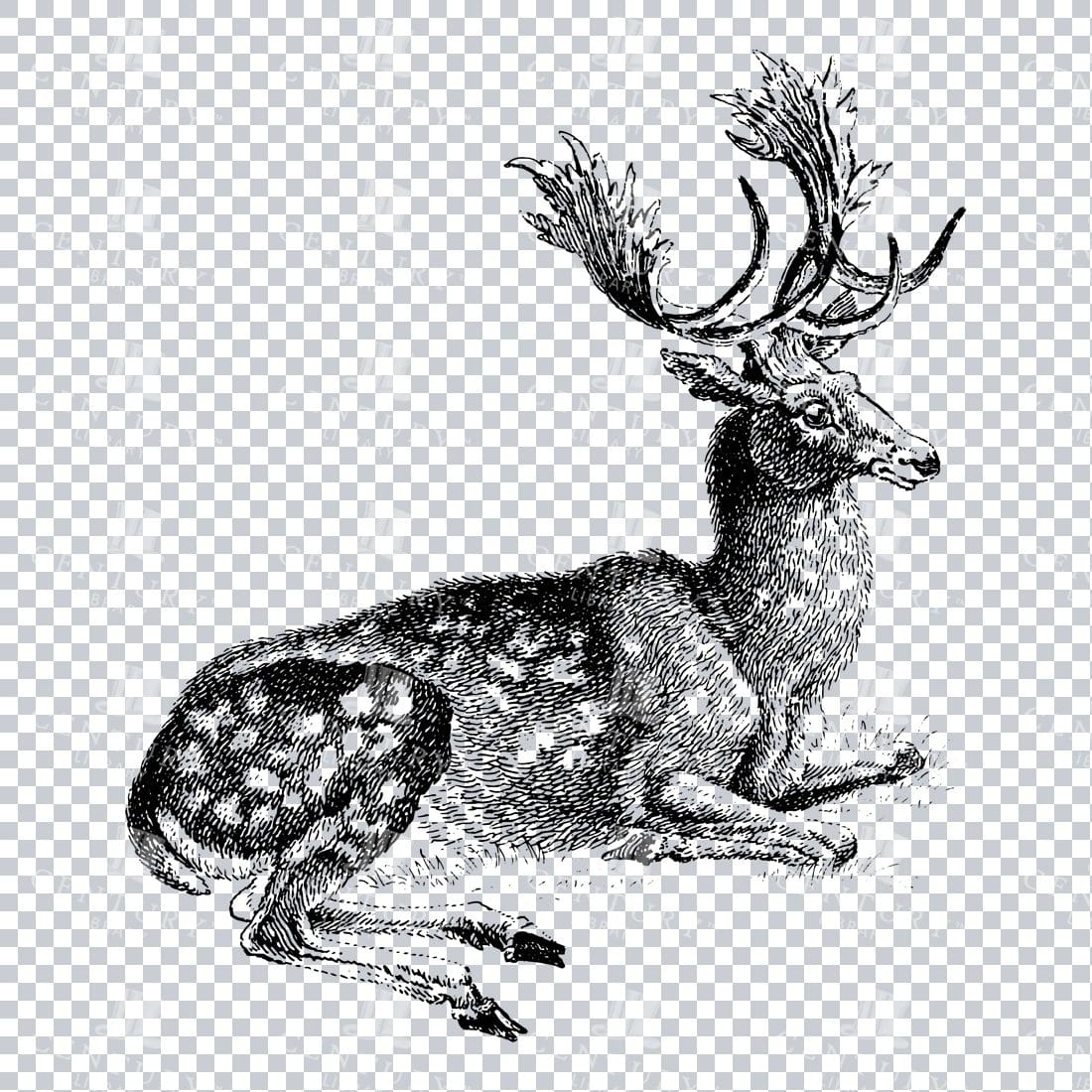 Vintage Illustration of a Male Fallow Deer Laying Down