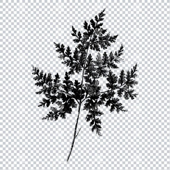 Botanical Illustration - Fern Flower Line Art