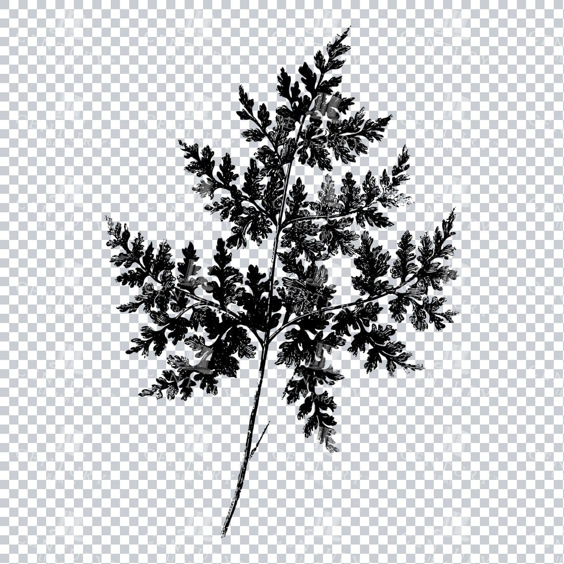 Botanical Illustration - Fern Flower Line Art