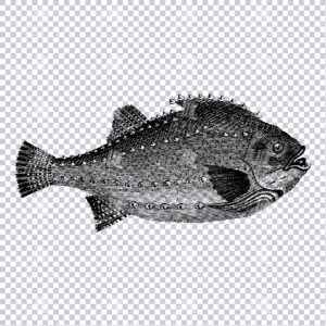 Vintage Illustration of a Fish No.1