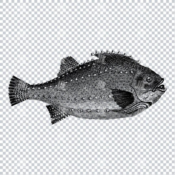 Vintage Illustration of a Fish No.1