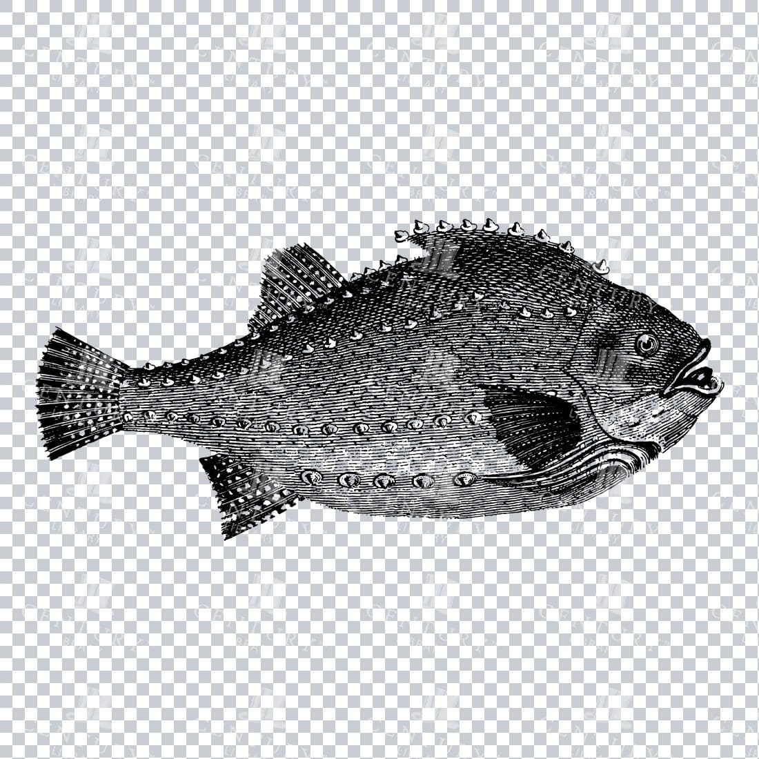Vintage Illustration of a Fish No.1