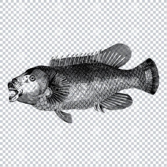 Vintage Illustration of a Fish No.2