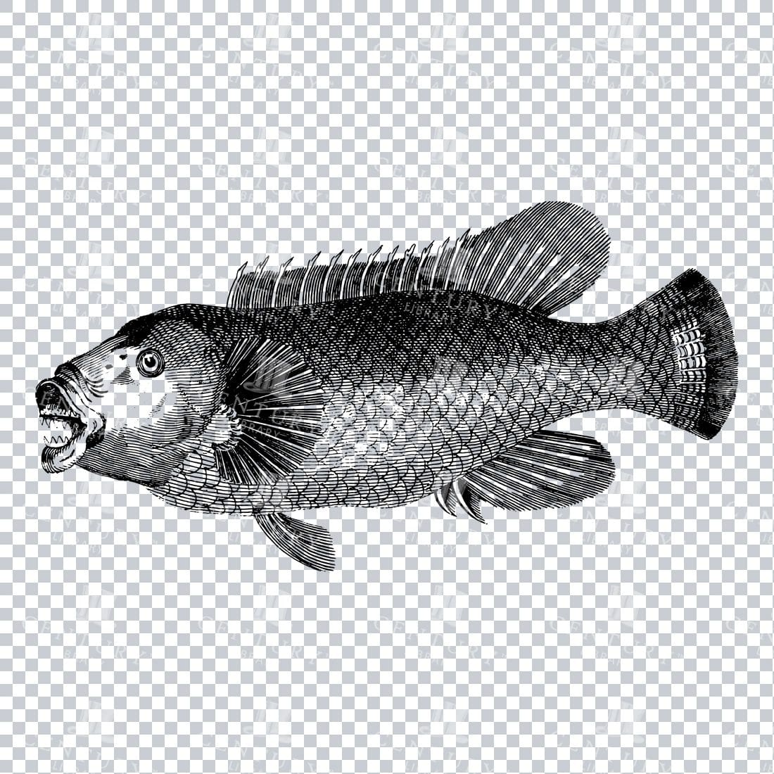 Vintage Illustration of a Fish No.2
