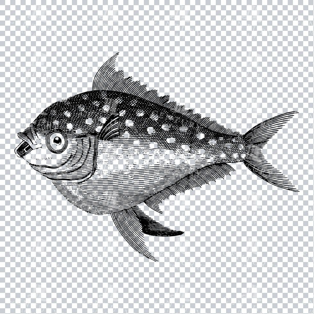 Vintage Illustration of a Fish No.3
