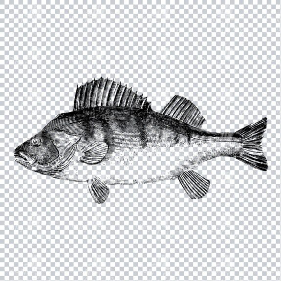Vintage Illustration of a Fish No.4