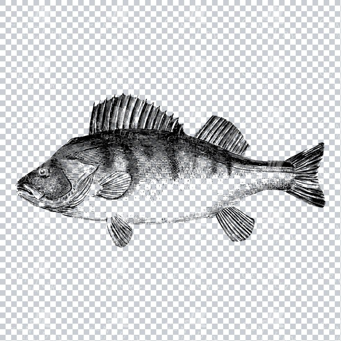 Vintage Illustration of a Fish No.4