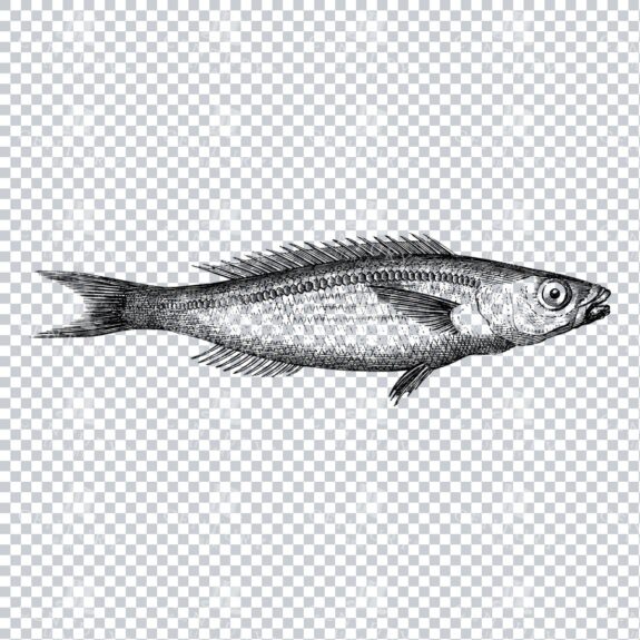 Vintage Illustration of a Fish No.5
