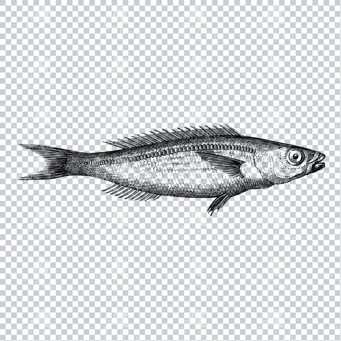 Vintage Illustration of a Fish No.5