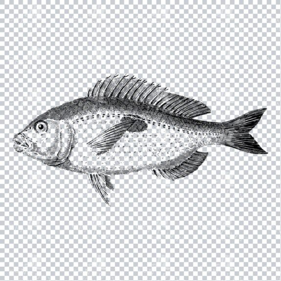 Vintage Illustration of a Fish No.6