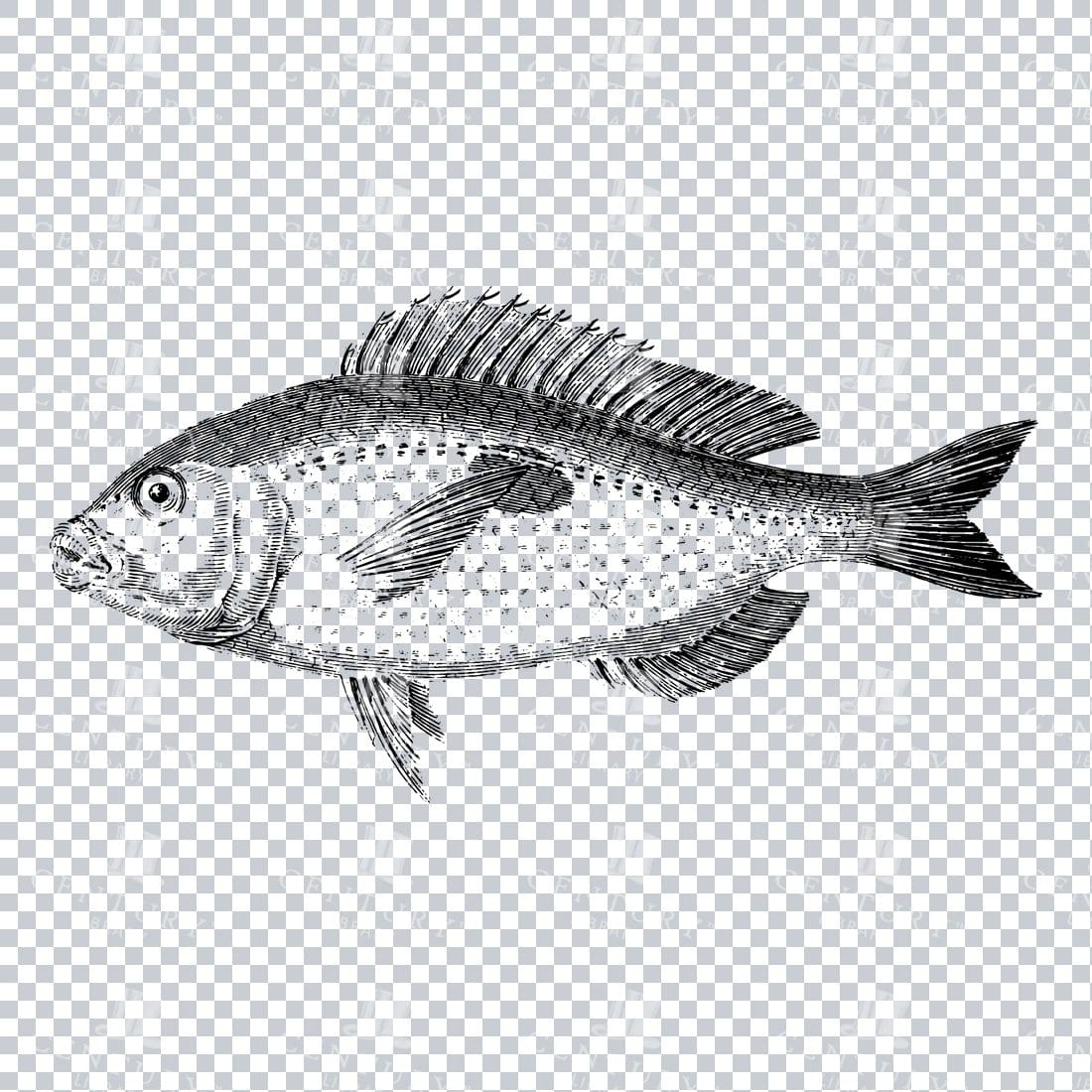 Vintage Illustration of a Fish No.6