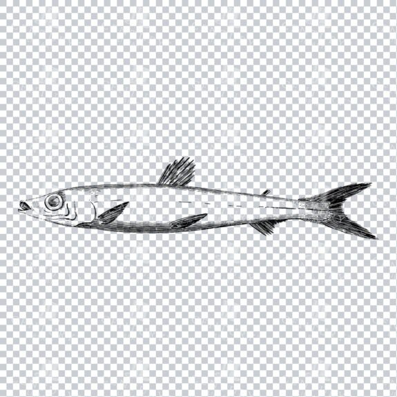 Vintage Illustration of a Fish No.7