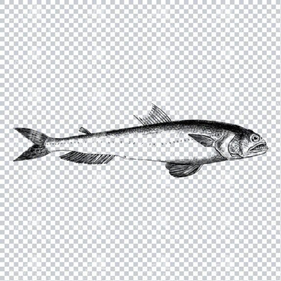 Vintage Illustration of a Fish No.8