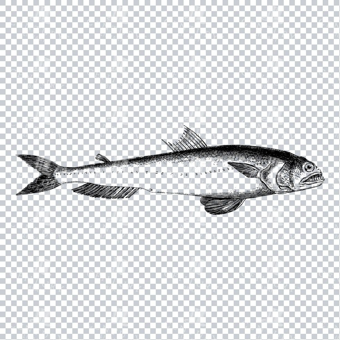 Vintage Illustration of a Fish No.8
