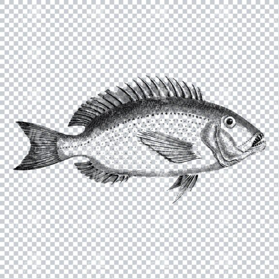 Vintage Illustration of a Fish No.9