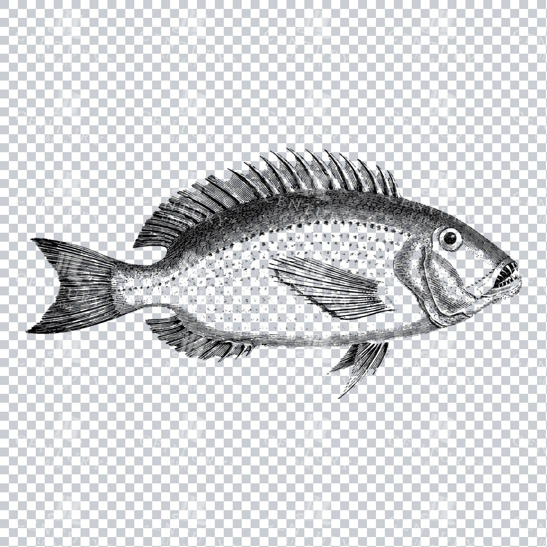 Vintage Illustration of a Fish No.9