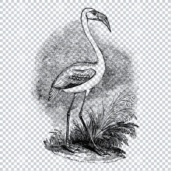 Vintage Engraving of a Flamingo Bird