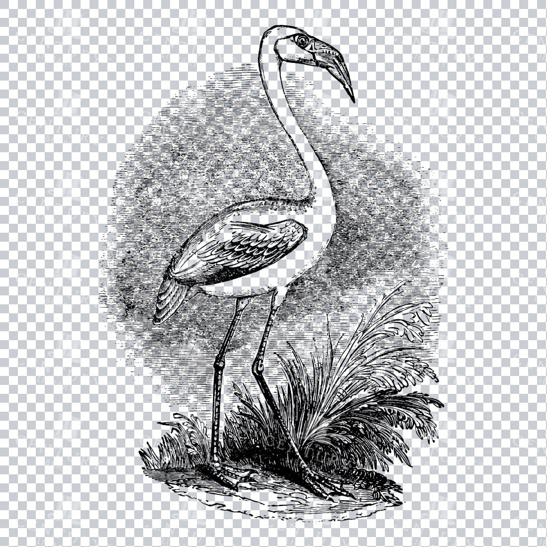 Vintage Engraving of a Flamingo Bird