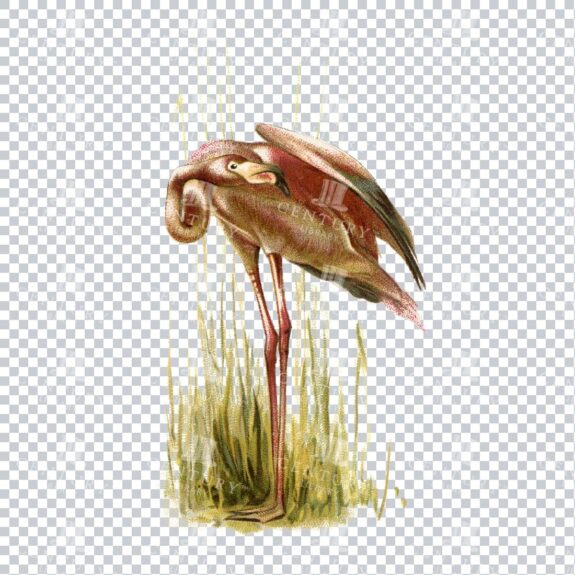 Full Color Stock Illustration of a Flamingo Bird