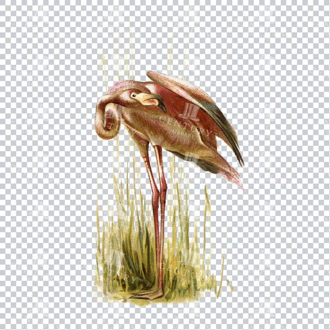 Full Color Stock Illustration of a Flamingo Bird