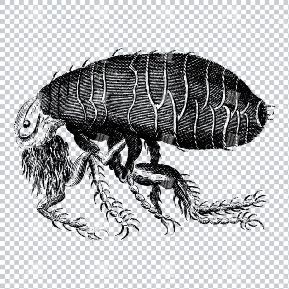 Vintage Black and White Line Art Illustration of a Flea Insect