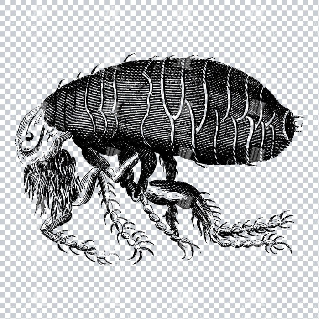 Vintage Black and White Line Art Illustration of a Flea Insect