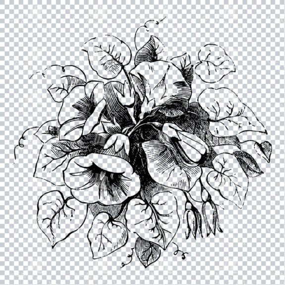 Vintage Decorative Line Art Illustration - Floral - Border - Frame - Pattern No.94