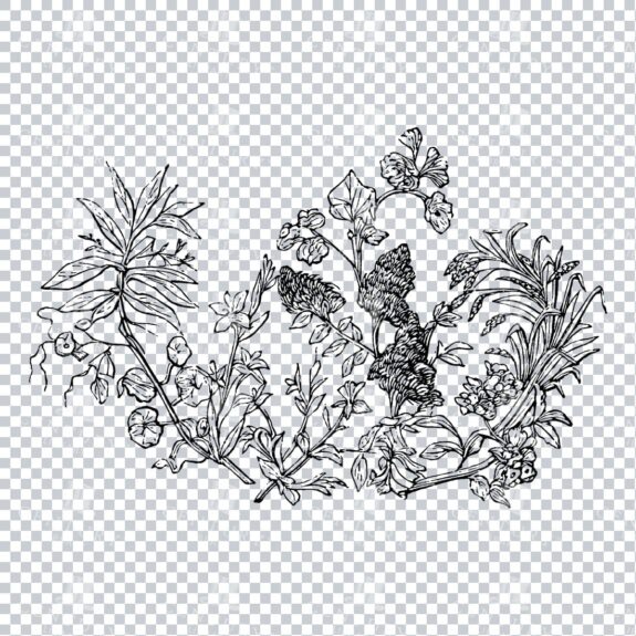 Vintage Decorative Line Art Illustration - Floral - Border - Frame - Pattern No.100