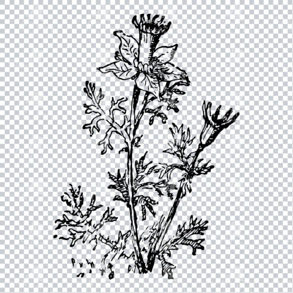 Vintage Decorative Line Art Illustration - Floral - Border - Frame - Pattern No.105