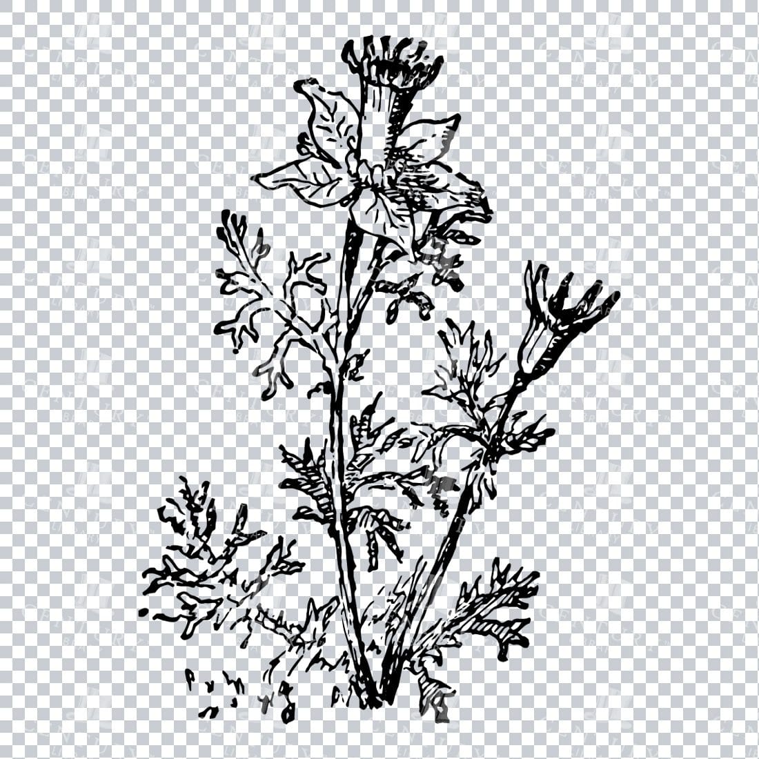 Vintage Decorative Line Art Illustration - Floral - Border - Frame - Pattern No.105