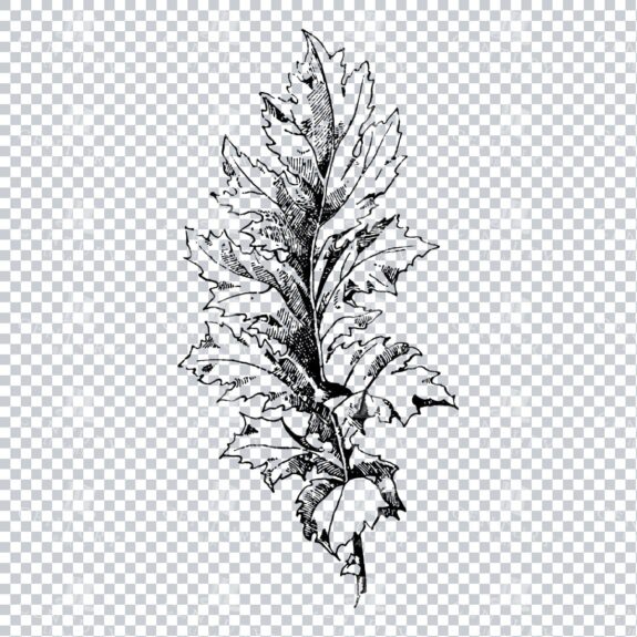 Vintage Decorative Line Art Illustration - Floral - Border - Frame - Pattern No.151