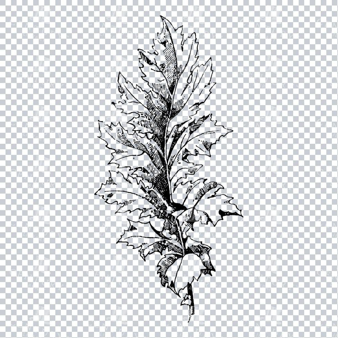 Vintage Decorative Line Art Illustration - Floral - Border - Frame - Pattern No.151