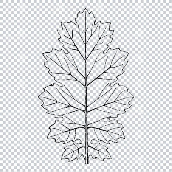 Vintage Decorative Line Art Illustration - Floral - Border - Frame - Pattern No.152