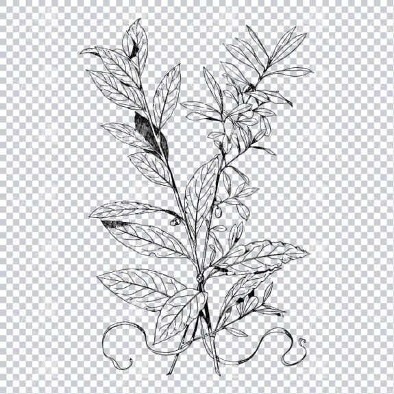 Vintage Decorative Line Art Illustration - Floral - Border - Frame - Pattern No.162