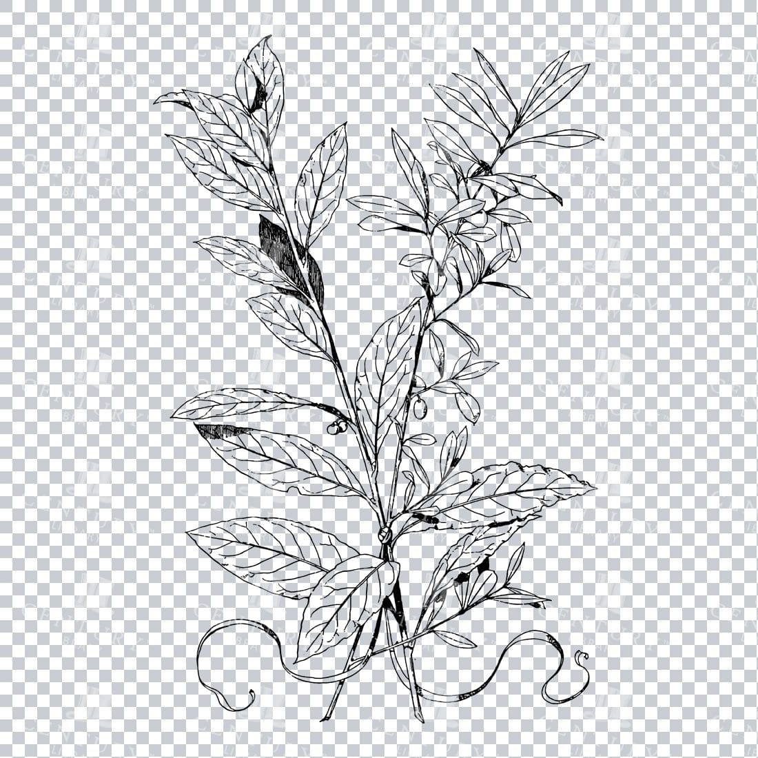 Vintage Decorative Line Art Illustration - Floral - Border - Frame - Pattern No.162