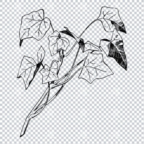 Vintage Decorative Line Art Illustration - Floral - Border - Frame - Pattern No.167