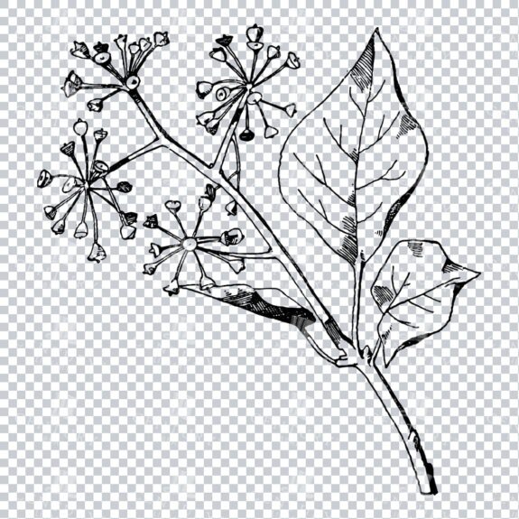 Vintage Decorative Line Art Illustration - Floral - Border - Frame - Pattern No.168