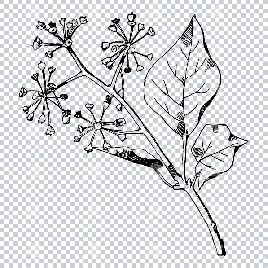Vintage Decorative Line Art Illustration - Floral - Border - Frame - Pattern No.168
