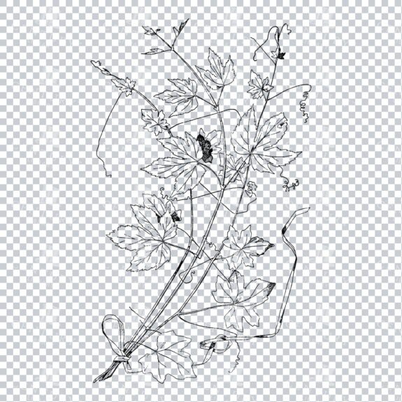 Vintage Decorative Line Art Illustration - Floral - Border - Frame - Pattern No.171