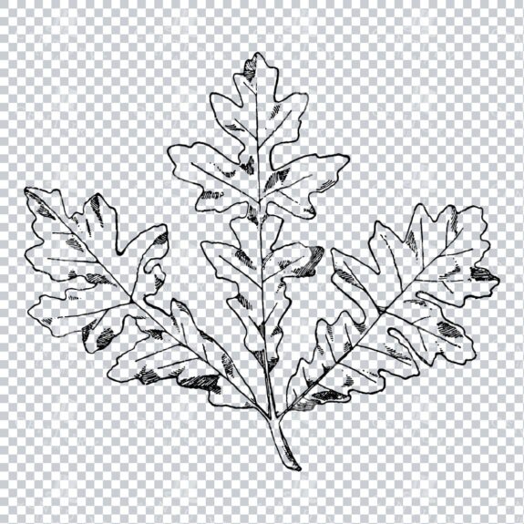 Vintage Decorative Line Art Illustration - Floral - Border - Frame - Pattern No.172
